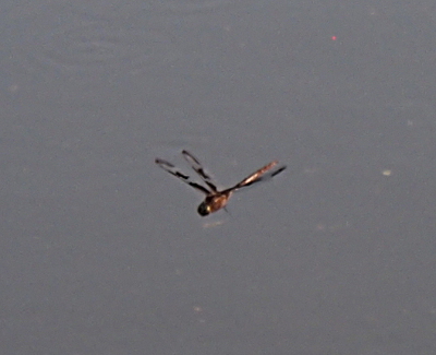 [Front side view of a dragonfly with all wings above its body. The brown color segments on the wings are more visible in this image. This dragonfly is buzzing above the water.]